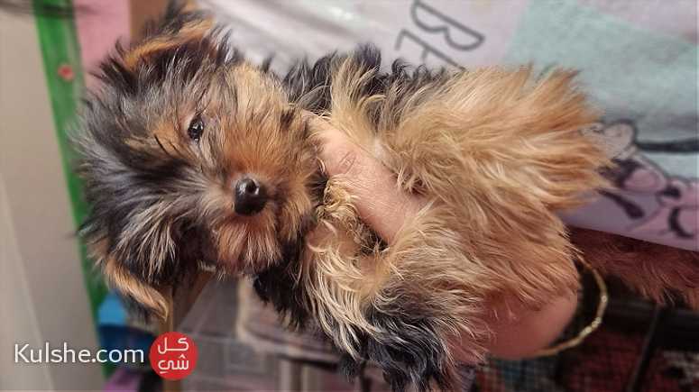 Yorkie Puppies for Sale - Image 1