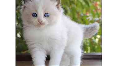 Adorable Ragdoll kittens looking for a good and caring home.