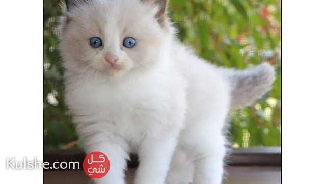 Adorable Ragdoll kittens looking for a good and caring home. - صورة 1