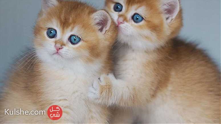 Lovely British Shorthair kittens looking for a good and caring home. - صورة 1