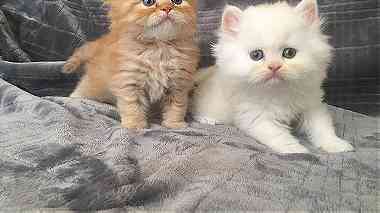 Persian kittens looking for a good and caring home.