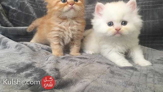 Persian kittens looking for a good and caring home. - صورة 1