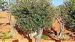 اشجار زيتون معمر - صورة 1