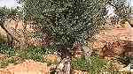 اشجار زيتون معمر - صورة 4
