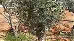 اشجار زيتون معمر - صورة 2