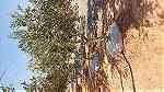اشجار زيتون معمر - صورة 9
