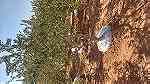 اشجار زيتون معمر - صورة 11