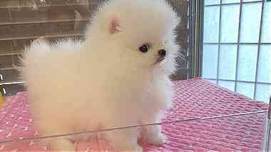 Absolutely Charming Pomeranian Puppies for sale