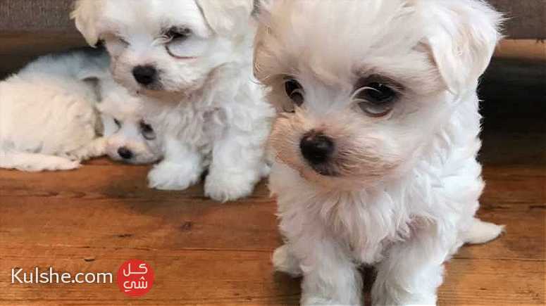 Gorgeous Teacup Maltese puppies WHATSAPP - Image 1