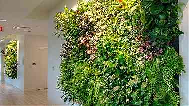 جمال الزرع المعلق الـ Green Wall  علي الحائط يستخدم في العديد