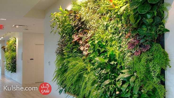 جمال الزرع المعلق الـ Green Wall  علي الحائط يستخدم في العديد - Image 1