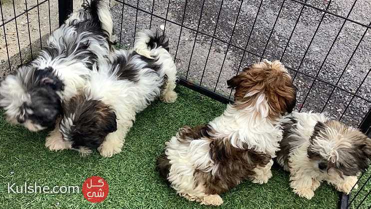 CKC Registerable male Shih-tzu puppy is looking for a new home - صورة 1