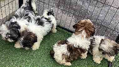 CKC Registerable male Shih-tzu puppy is looking for a new home
