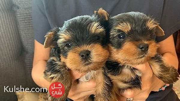 Teacup Yorkie Puppies for sale - صورة 1