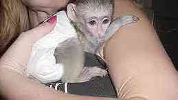 Male and Female Capuchin monkeys for sale ...