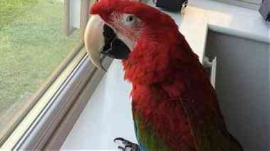 African gray and macaw parrot for sale ...