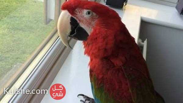 African gray and macaw parrot for sale ... - صورة 1