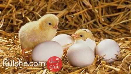 افضل انواع البيض في السوق المصري ... - Image 1