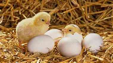 افضل انواع البيض في السوق المصري ...