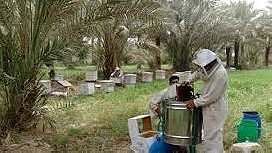 يوجد لدينا عسل نحل طبيعي 100  بجودة عالية موثوق منه من مناحل مزارعنا بمصر رحيق زهرة  ... - صورة 1