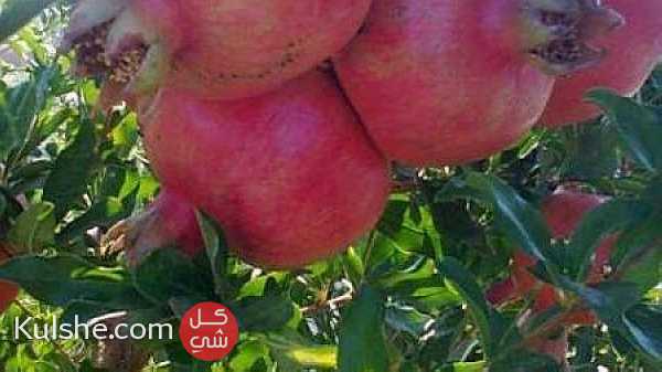 الأن اشتري   أرخص مزارع رمان في مصر ... - Image 1