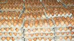 أبحث عن ممول لمشروع مربح و هو   شركة متوسطة لإنتاج البيض و بيعه ... - صورة 1