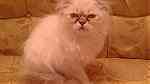 قطط هيمالايا مون فيس للبيع ... - صورة 2