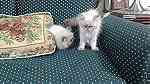 قطط هيمالايا مون فيس للبيع ... - صورة 4