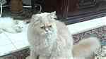 قطط هيمالايا مون فيس للبيع ... - صورة 5