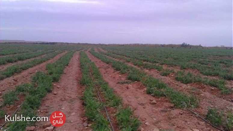 مزارع للبيع في المغرب ... - Image 1