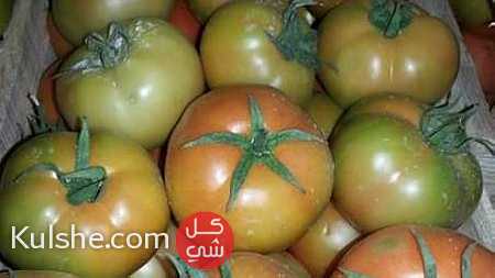 طماطم مصريه للتصدير جوده عاليه موسم 2015   2016 ... - صورة 1